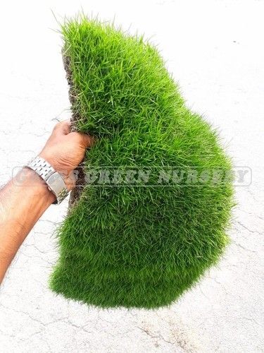 Green Fresh And Clean Grass