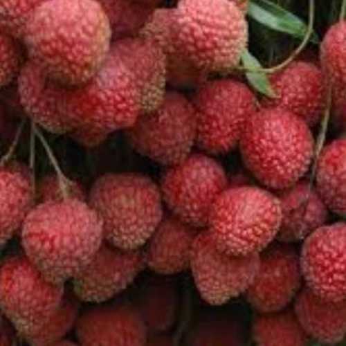 Fresh And Sweet Litchi