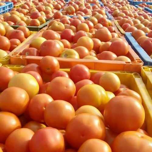 High Grade Fresh Tomato