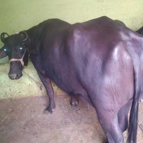 Murraha Buffalo