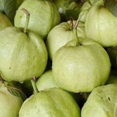 Natural And Sweet Guava