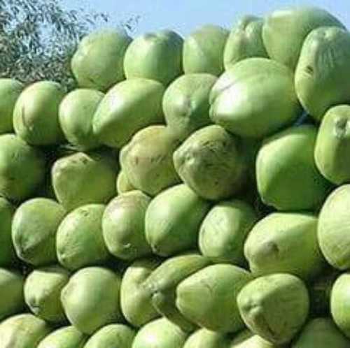 Common Rich Aroma Green Coconut