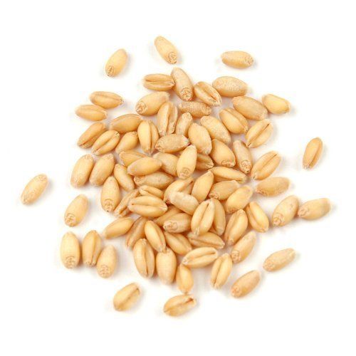 Brown Color Wheat Seed