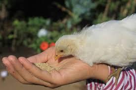 Brown Poultry Nutrition For Chicken