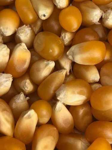 Raw Popcorn Maize Kernels