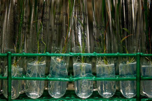 Bamboo Tissue Culture Plant