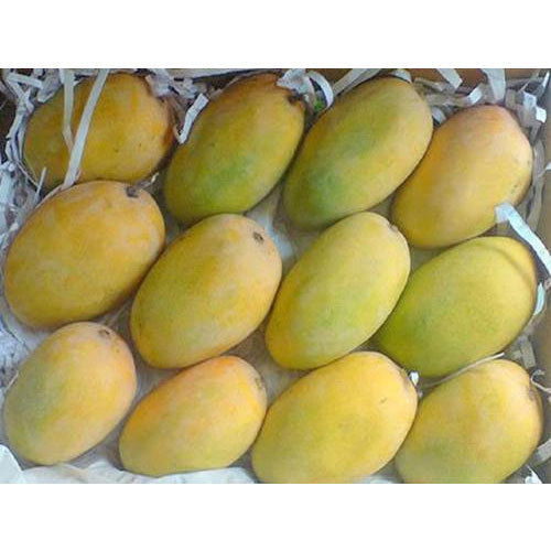 Yellow Juicy Kesar Fresh Mangoes