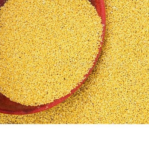 Yellow Millet Suppliers, Yellow Millet Exporters, Wholesalers