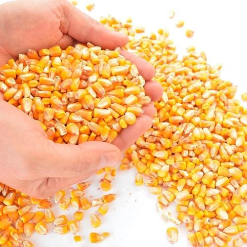 Organic Pure Dried Yellow Corn