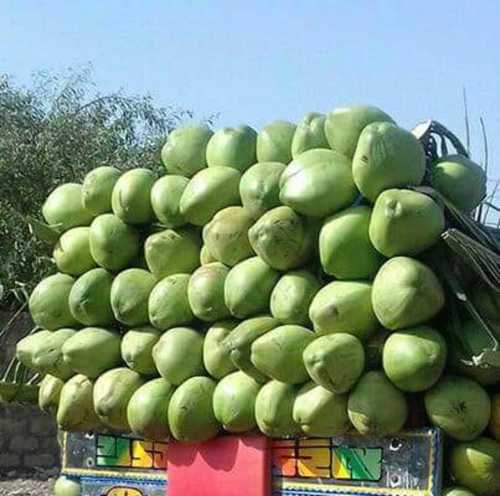 Beverage Tender Fresh Coconut Water