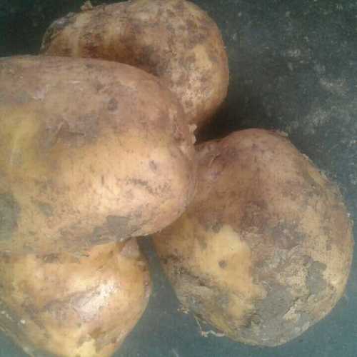 Export Quality Fresh Potato
