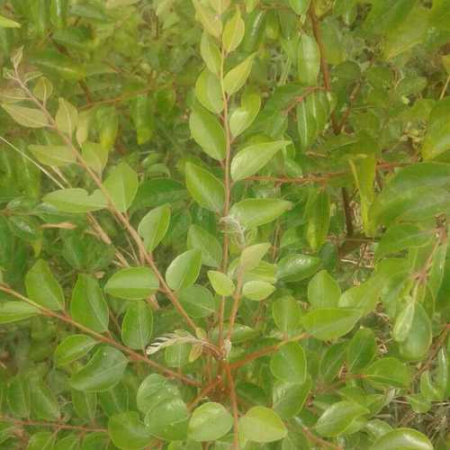 Fresh Health Curry Leaves