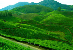 Kerala Tour Package Service By Misty Holidays 