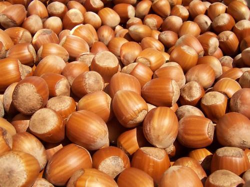 Organic Hazelnut in Shell