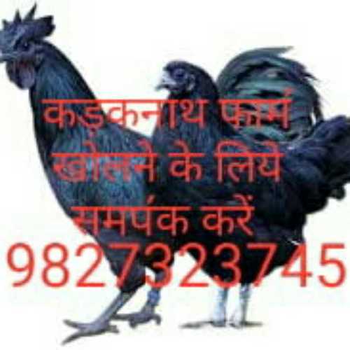 Live Black Kadaknath Chicken Gender: Female