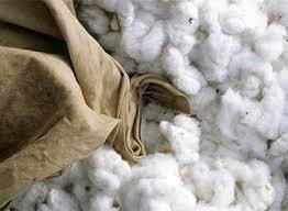 Pure White Raw Cotton