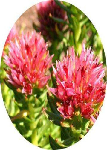 Rhodiola Natural Plant Extract