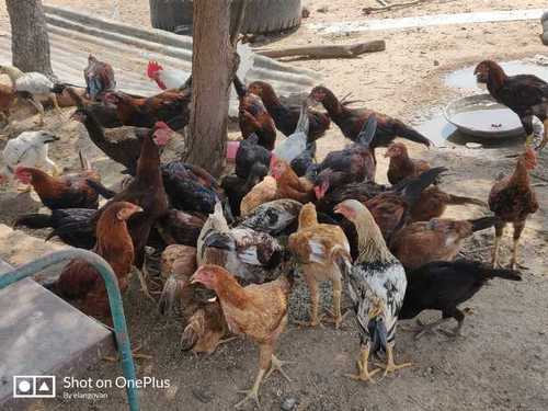 Capsules Desi Poultry Chicken And Chicks