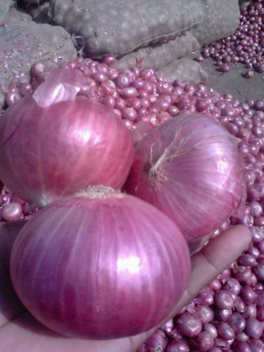 Fresh Natural Red Onion