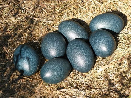 Emu Birds Eggs