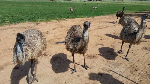 emu birds