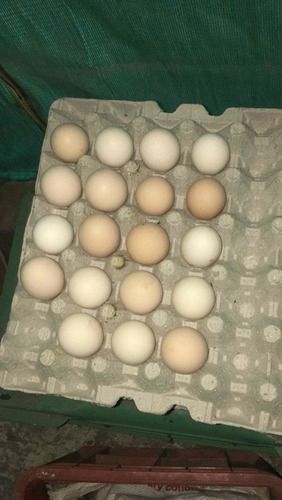Fresh Black Kadaknath Eggs