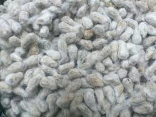 White High Grade Cotton Seeds