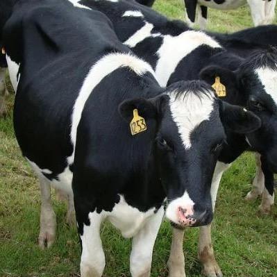 Holstein Fresian (Hf) Cows Weight: 450 To 600  Kilograms (Kg)