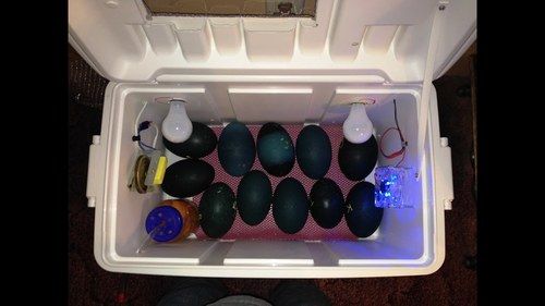 Incubator For Emu Egg