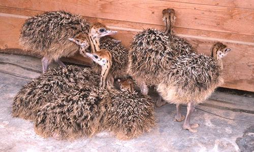 Male And Female Emu Chicks