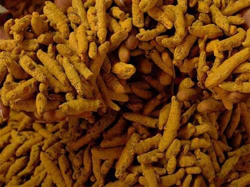 Yellow Natural Dry Turmeric Finger