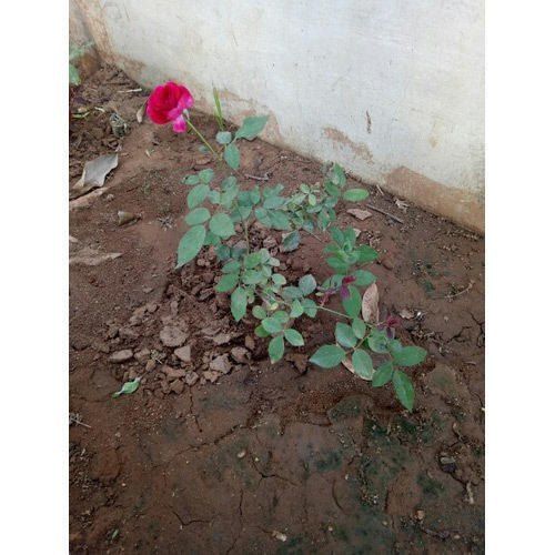 Natural Kashmiri Rose Plants