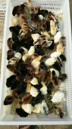 Various Colors Are Available One Day Old Chicks