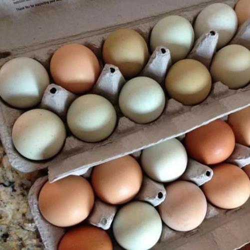 White And Brown Eggs