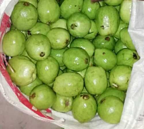 Farm Fresh Green Guava