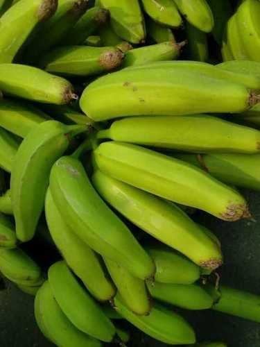 Common Fresh Raw Green Banana