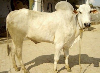 Healthy Hariana White Bull