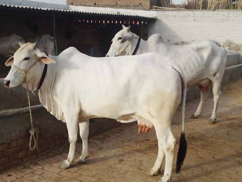 White Healthy Tharparkar Dairy Cow