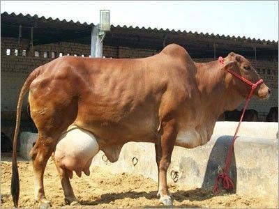 Milking Sahiwal Cow