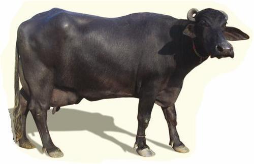 Black Color Murrah Buffalo