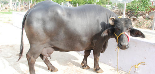 Indian Black Color Murrah Buffalo