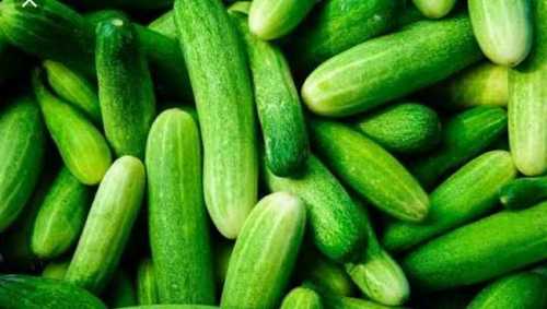 Farm Fresh Green Cucumber