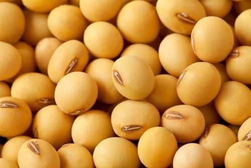 Common Natural Yellow Soya Bean