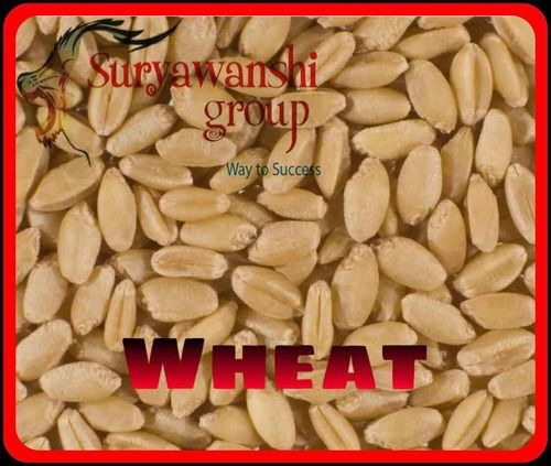 Organic Whole MP Wheat