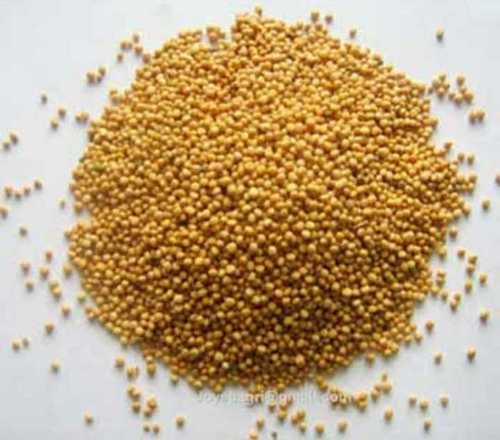 Pure Organic Yellow Mustard Seeds