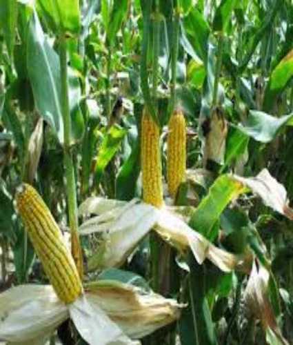 Common Dried Yellow Corn Maize