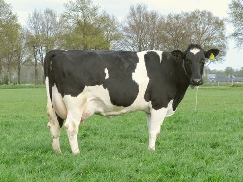 Black High Milking Hf Cow