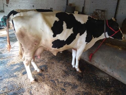 Indian Healthy Holstein Friesians Cow