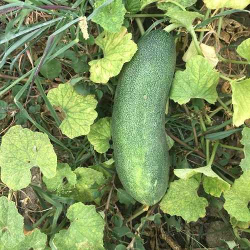 Best Price Natural Fresh Cucumber