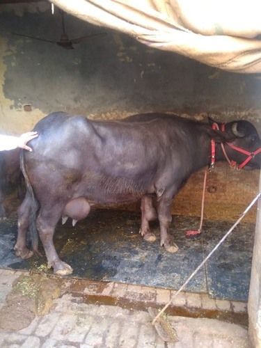 Black Color Murrah Buffalo Gender: Female